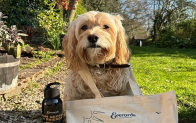 George Dog Everards Meadows