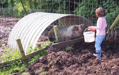 Paradise Farm Pig Pen