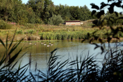 Fosse Meadows Nature Area