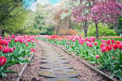 Garden Path With Tulips