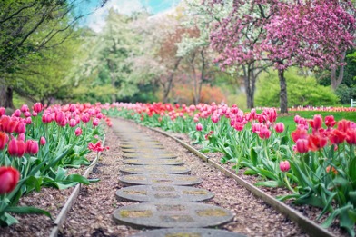 Garden Path With Tulips